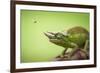 Hoverfly Flying Past a Jackson's Chameleon (Trioceros Jacksonii)-Shutterjack-Framed Photographic Print