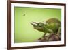 Hoverfly Flying Past a Jackson's Chameleon (Trioceros Jacksonii)-Shutterjack-Framed Photographic Print