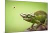 Hoverfly Flying Past a Jackson's Chameleon (Trioceros Jacksonii)-Shutterjack-Mounted Photographic Print