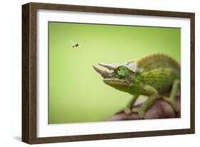 Hoverfly Flying Past a Jackson's Chameleon (Trioceros Jacksonii)-Shutterjack-Framed Photographic Print