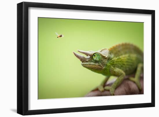 Hoverfly Flying Past a Jackson's Chameleon (Trioceros Jacksonii)-Shutterjack-Framed Photographic Print