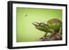 Hoverfly Flying Past a Jackson's Chameleon (Trioceros Jacksonii)-Shutterjack-Framed Photographic Print