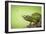 Hoverfly Flying Past a Jackson's Chameleon (Trioceros Jacksonii)-Shutterjack-Framed Photographic Print