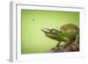 Hoverfly Flying Past a Jackson's Chameleon (Trioceros Jacksonii)-Shutterjack-Framed Photographic Print