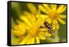 Hoverfly (Syrphus Ribesii) Feeding on Common Ragwort (Senecio Jacobaea) Flower, Dorset, UK, August-Ross Hoddinott-Framed Stretched Canvas