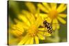 Hoverfly (Syrphus Ribesii) Feeding on Common Ragwort (Senecio Jacobaea) Flower, Dorset, UK, August-Ross Hoddinott-Stretched Canvas