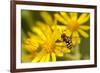 Hoverfly (Syrphus Ribesii) Feeding on Common Ragwort (Senecio Jacobaea) Flower, Dorset, UK, August-Ross Hoddinott-Framed Photographic Print