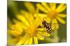 Hoverfly (Syrphus Ribesii) Feeding on Common Ragwort (Senecio Jacobaea) Flower, Dorset, UK, August-Ross Hoddinott-Mounted Photographic Print