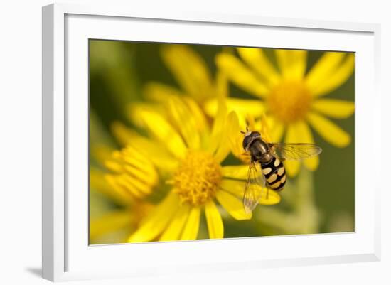 Hoverfly (Syrphus Ribesii) Feeding on Common Ragwort (Senecio Jacobaea) Flower, Dorset, UK, August-Ross Hoddinott-Framed Photographic Print