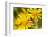 Hoverfly (Syrphus Ribesii) Feeding on Common Ragwort (Senecio Jacobaea) Flower, Dorset, UK, August-Ross Hoddinott-Framed Photographic Print