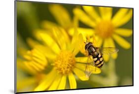 Hoverfly (Syrphus Ribesii) Feeding on Common Ragwort (Senecio Jacobaea) Flower, Dorset, UK, August-Ross Hoddinott-Mounted Photographic Print