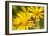 Hoverfly (Syrphus Ribesii) Feeding on Common Ragwort (Senecio Jacobaea) Flower, Dorset, UK, August-Ross Hoddinott-Framed Photographic Print