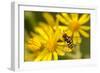 Hoverfly (Syrphus Ribesii) Feeding on Common Ragwort (Senecio Jacobaea) Flower, Dorset, UK, August-Ross Hoddinott-Framed Photographic Print