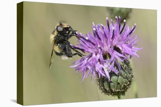 Hoverfly (Volucella Bombylans Var. Plumata) Visiting a Greater Knapweed Flower (Centaurea Scabiosa)-Nick Upton-Stretched Canvas