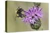 Hoverfly (Volucella Bombylans Var. Plumata) Visiting a Greater Knapweed Flower (Centaurea Scabiosa)-Nick Upton-Stretched Canvas