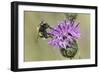 Hoverfly (Volucella Bombylans Var. Plumata) Visiting a Greater Knapweed Flower (Centaurea Scabiosa)-Nick Upton-Framed Photographic Print