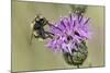 Hoverfly (Volucella Bombylans Var. Plumata) Visiting a Greater Knapweed Flower (Centaurea Scabiosa)-Nick Upton-Mounted Photographic Print