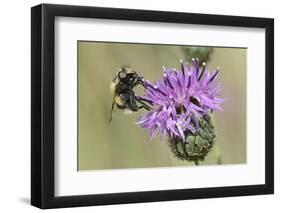 Hoverfly (Volucella Bombylans Var. Plumata) Visiting a Greater Knapweed Flower (Centaurea Scabiosa)-Nick Upton-Framed Photographic Print