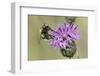 Hoverfly (Volucella Bombylans Var. Plumata) Visiting a Greater Knapweed Flower (Centaurea Scabiosa)-Nick Upton-Framed Photographic Print