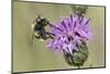 Hoverfly (Volucella Bombylans Var. Plumata) Visiting a Greater Knapweed Flower (Centaurea Scabiosa)-Nick Upton-Mounted Photographic Print