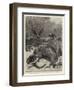 How are the Mighty Fallen!, a Scene on the Banks of the Limpopo River, South Africa-John Charlton-Framed Giclee Print