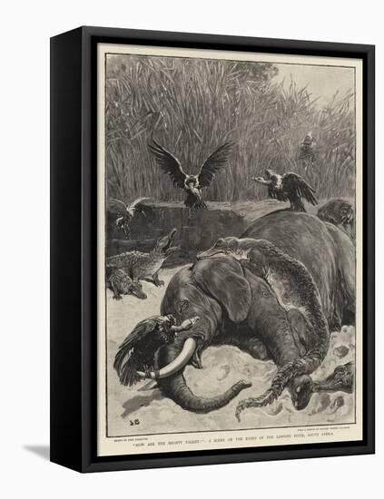 How are the Mighty Fallen!, a Scene on the Banks of the Limpopo River, South Africa-John Charlton-Framed Stretched Canvas