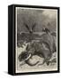 How are the Mighty Fallen!, a Scene on the Banks of the Limpopo River, South Africa-John Charlton-Framed Stretched Canvas