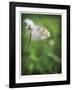 How Great-Michelle Wermuth-Framed Giclee Print