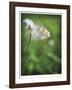 How Great-Michelle Wermuth-Framed Giclee Print