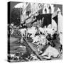 How Hindu Cows Enjoy Life on Harrison Street, Calcutta, India, 1900s-Underwood & Underwood-Stretched Canvas