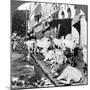 How Hindu Cows Enjoy Life on Harrison Street, Calcutta, India, 1900s-Underwood & Underwood-Mounted Photographic Print
