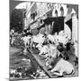 How Hindu Cows Enjoy Life on Harrison Street, Calcutta, India, 1900s-Underwood & Underwood-Mounted Photographic Print