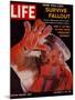 How You Can Survive Fallout, September 15, 1961-Ralph Morse-Mounted Photographic Print