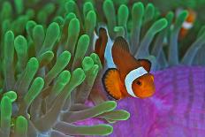 Orange Clownfish on Magnificent Anemone-Howard Chew-Framed Stretched Canvas