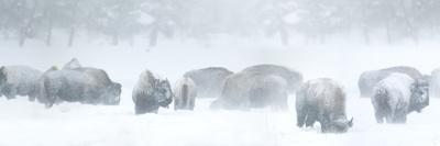 Dueling Polar Bear Cubs-Howard Ruby-Photographic Print
