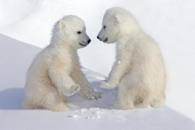 Dueling Polar Bear Cubs