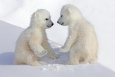 Polar Bear Twins-Howard Ruby-Photographic Print