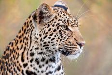 Leopard-Howard Ruby-Photographic Print