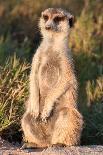 Meerkat Gaze-Howard Ruby-Photographic Print