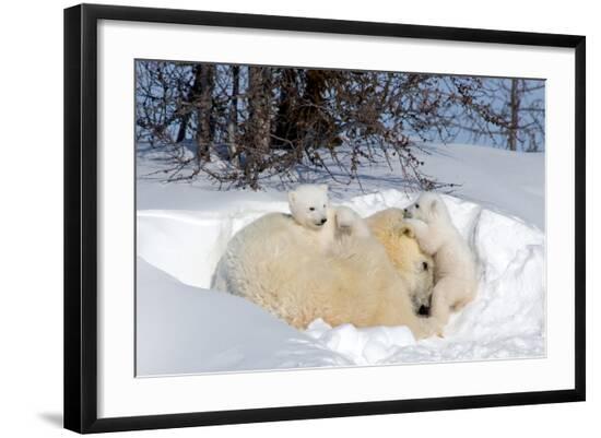 Premium Photographic Print, , large