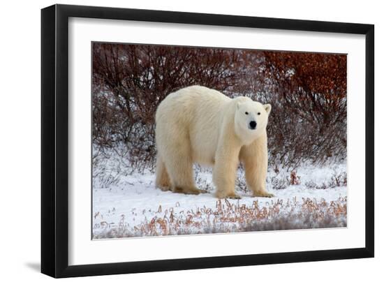 Premium Photographic Print, , large