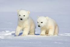 Dueling Polar Bear Cubs-Howard Ruby-Photographic Print
