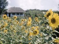 Russian Look of the Land Essay: Field of Blooming Sunflowers on Farm-Howard Sochurek-Photographic Print