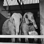 Belle Vue Zoo, 1962-Howard Walker-Stretched Canvas