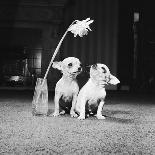 Two Pups Looking at a Flower in a Vase, 1962-Howard Walker-Laminated Photographic Print