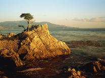 Lone Cypress Tree on Rocky Outcrop at Dusk, Carmel, California, USA-Howell Michael-Framed Photographic Print