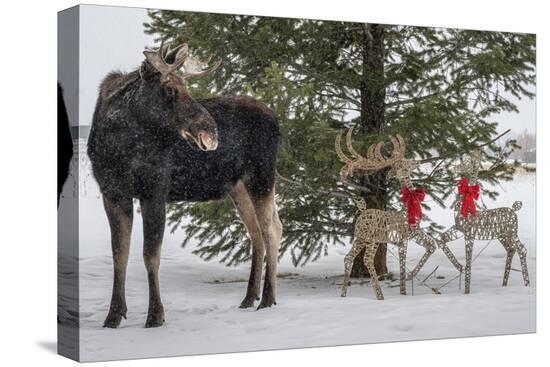 Stretched Canvas Print, , large