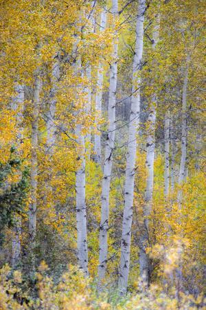 Fall Snowstorm, Aspen Trees, Grand Teton National Park