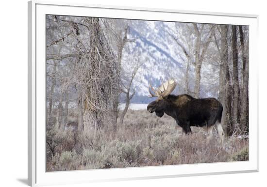 Framed Photographic Print, , large
