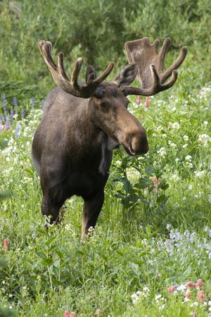 Moose in Wildflowers, Little Cottonwood Canyon, Wasatch-Cache Nf, Utah